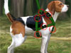 Beagle Training Animal Game